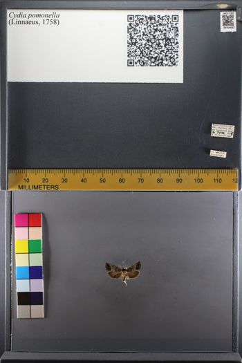 Media type: image;   Entomology 754032
